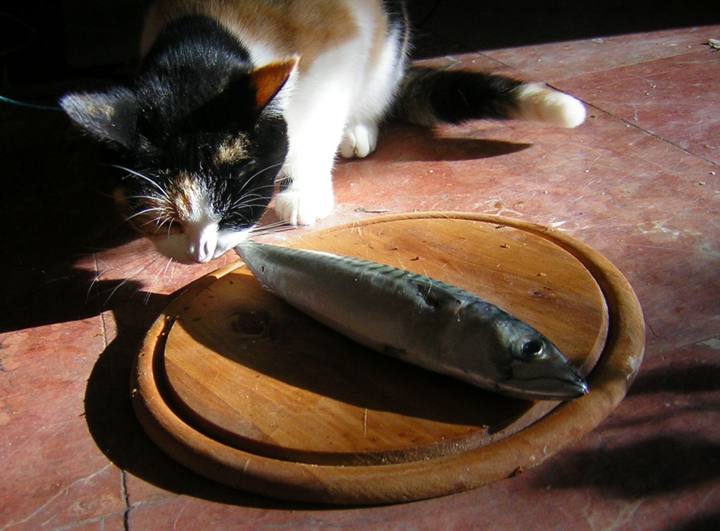 rüyada kedinin balık yediğini görmek