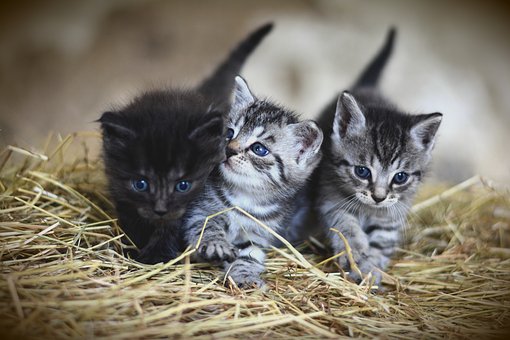 Rüyada Yeni Doğmuş Kedi Yavruları Görmek