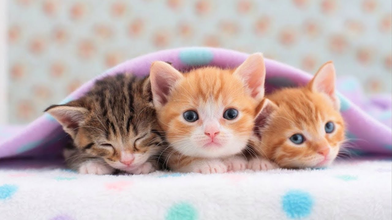 Rüyada Yeni Doğmuş Kedi Yavrusu Görmek - Rüyalar Dünyası