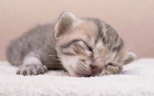 Rüyada Yeni Doğmuş Kedi Yavrusu Görmek - Rüyalar Dünyası