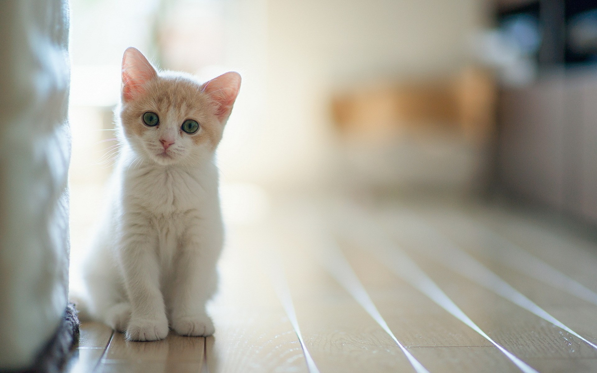 Rüyada Beyaz Yavru Kedi Görmek - Rüyalar Dünyası