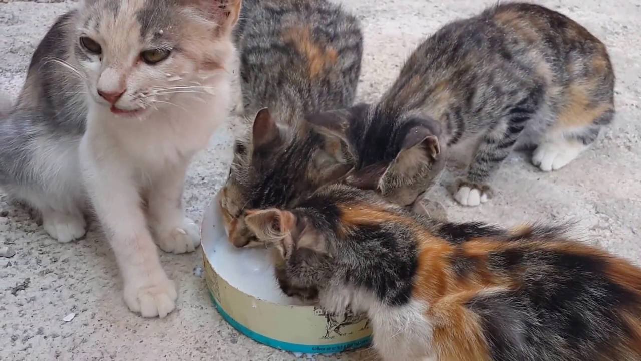 Rüyada Kediye Süt Verdiğini Görmek - Rüyalar Dünyası