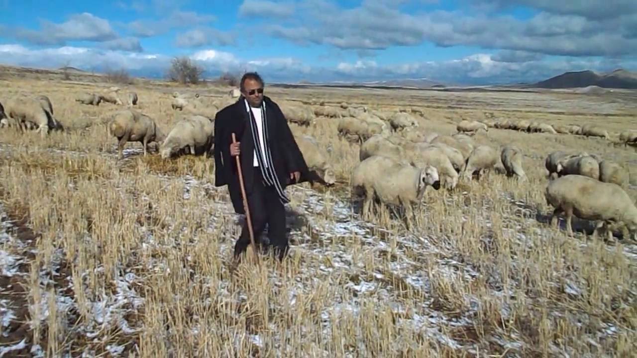 Rüyada Beyaz Koyun Sürüsü Çobanı Görmek