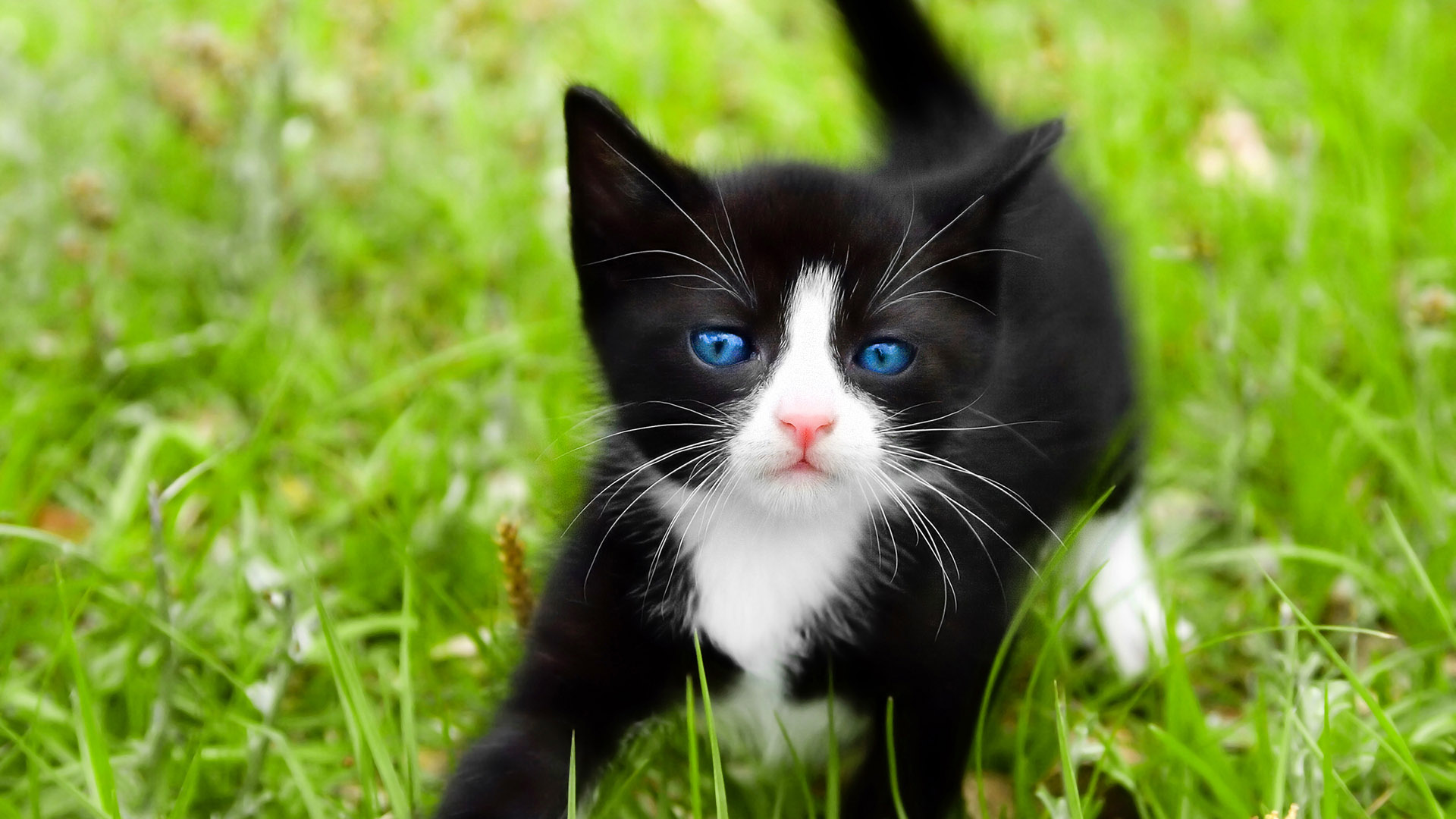 Rüyada Küçük Siyah Çizgili Beyaz Bir Kedi Bahçede Görmek